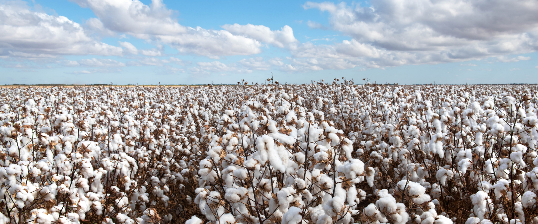 Organic Cotton Farming
